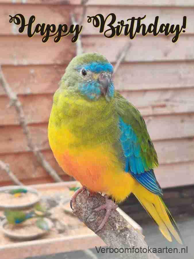 Gefeliciteerd 181